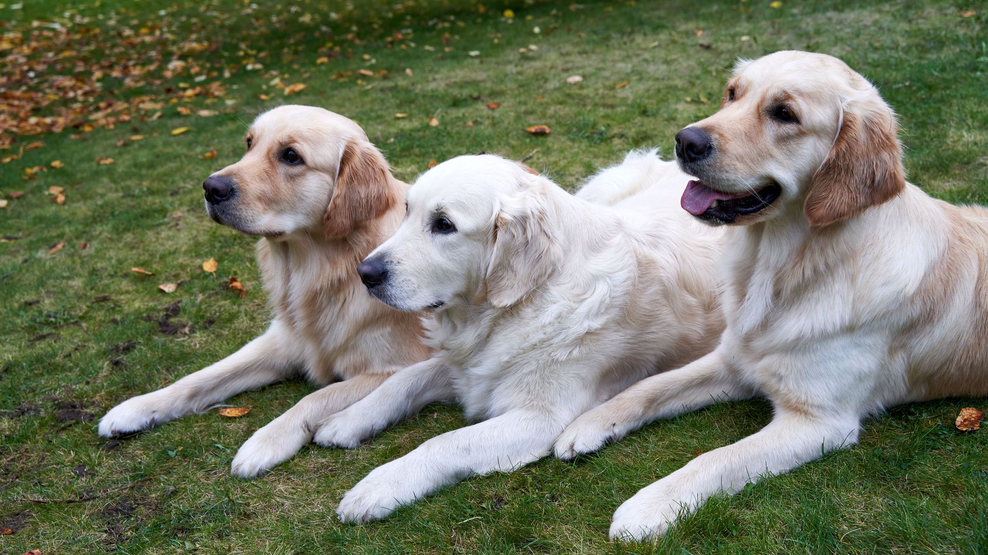 Three golden retrievers lying on green grass, enjoying a peaceful outdoor day.