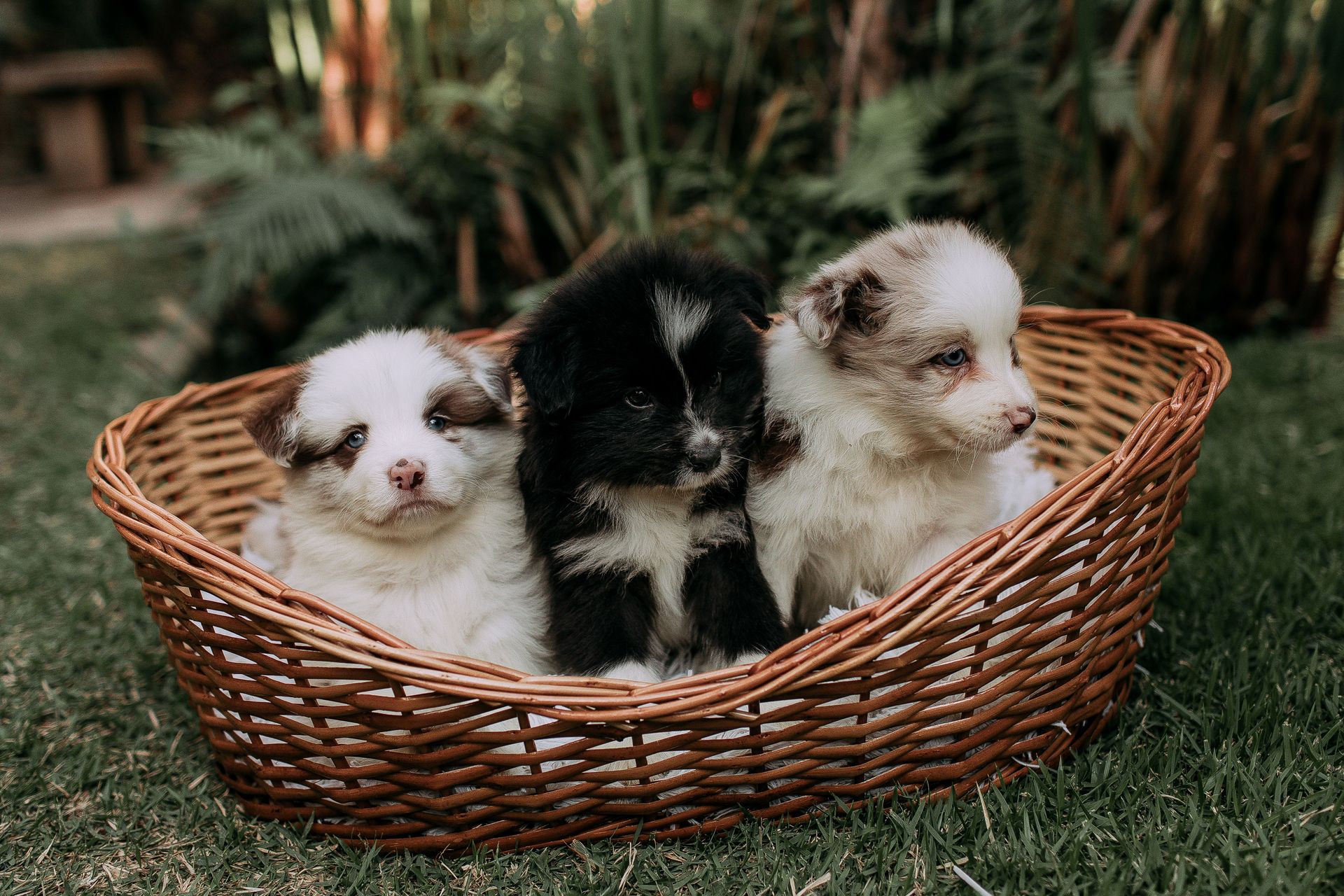 Three cute puppies sitting in a wicker basket surrounded by lush greenery in a garden setting.