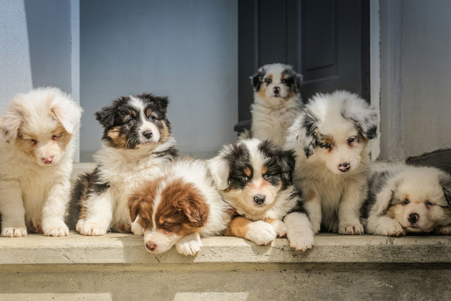 long-coated white puppy litter