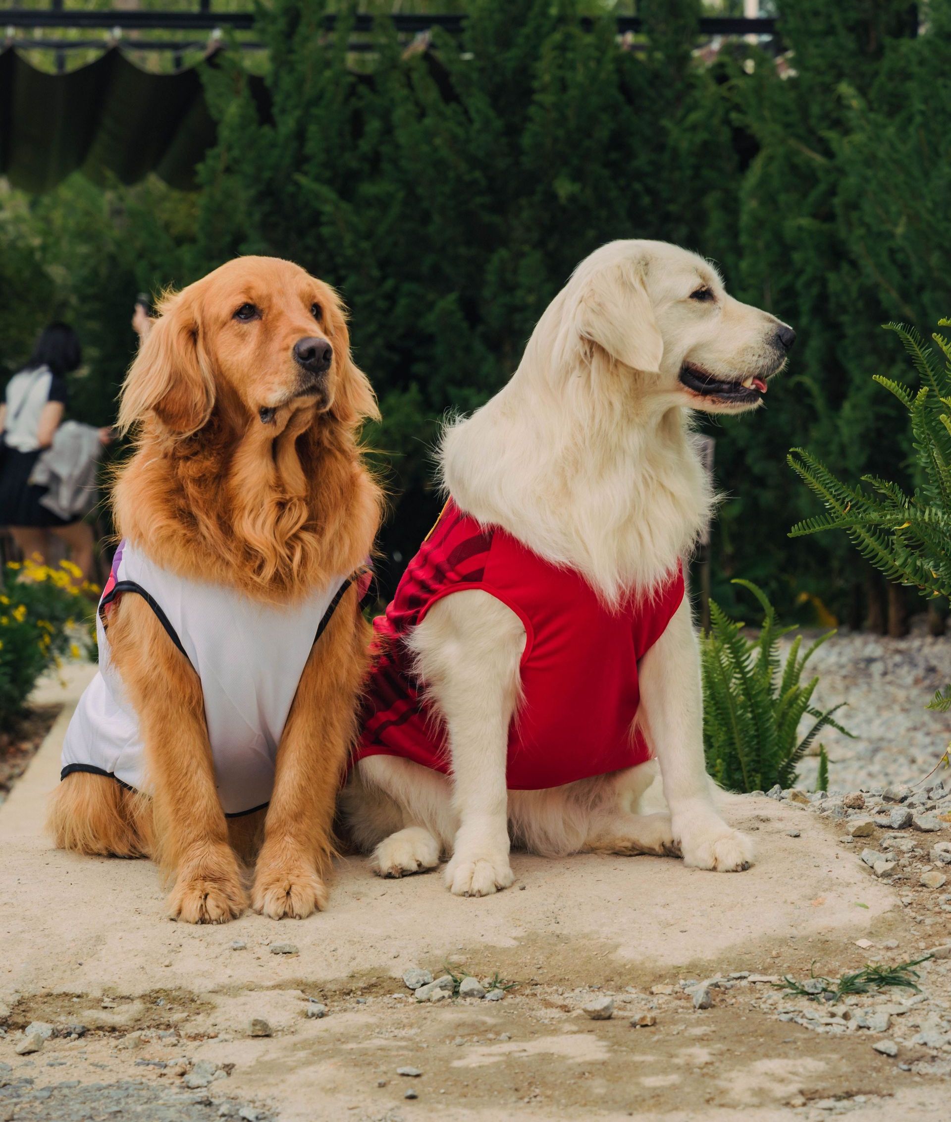 Two Golden Retrievers wearing red and white outfits sitting outdoors surrounded by greenery.