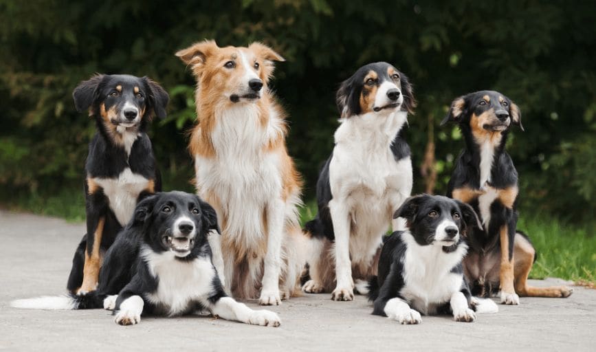 Dog Breeding Program