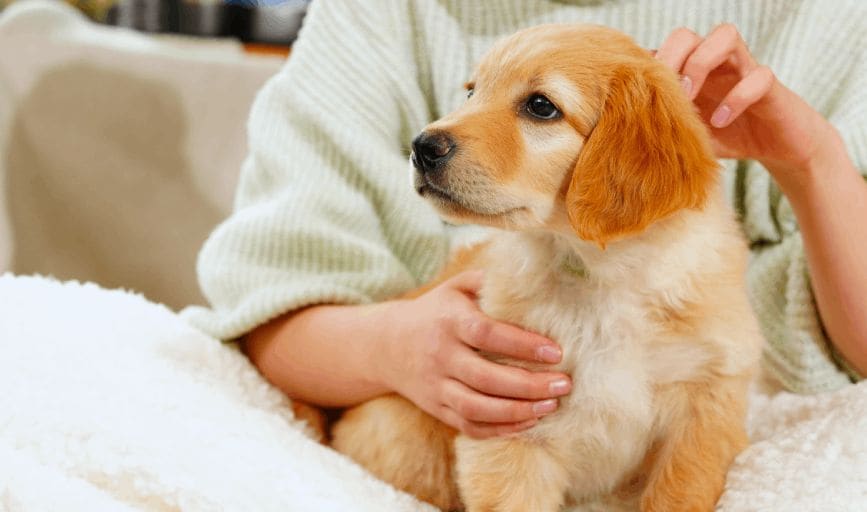 Puppies for Sale